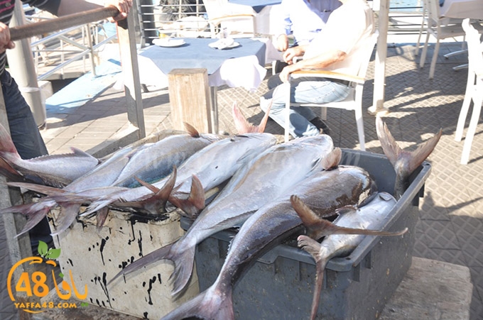 samak antayasa (6).JPG